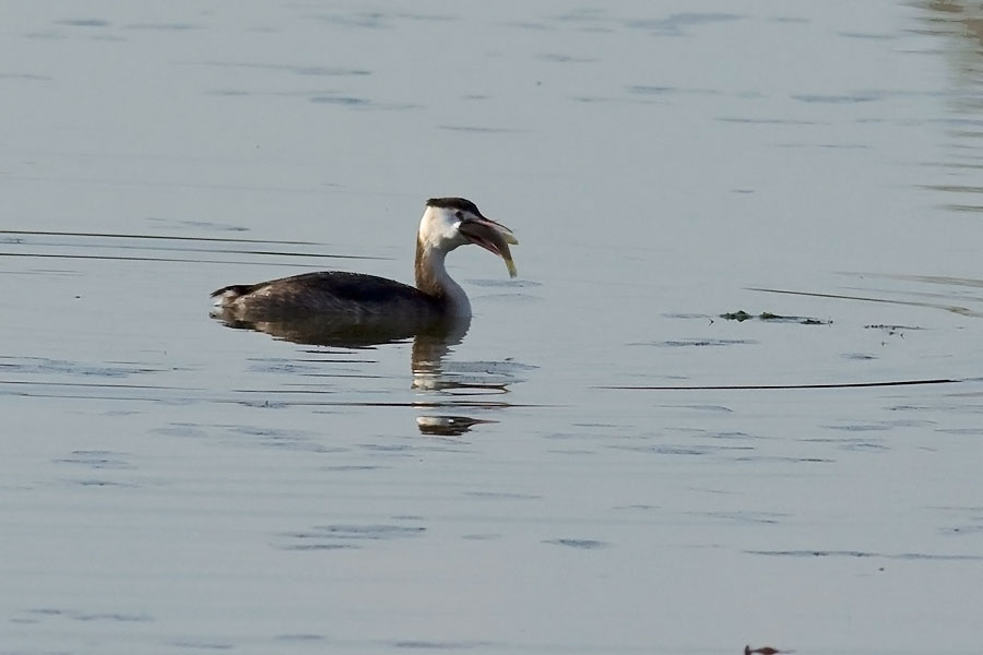 Svasso pescatore(serie)
